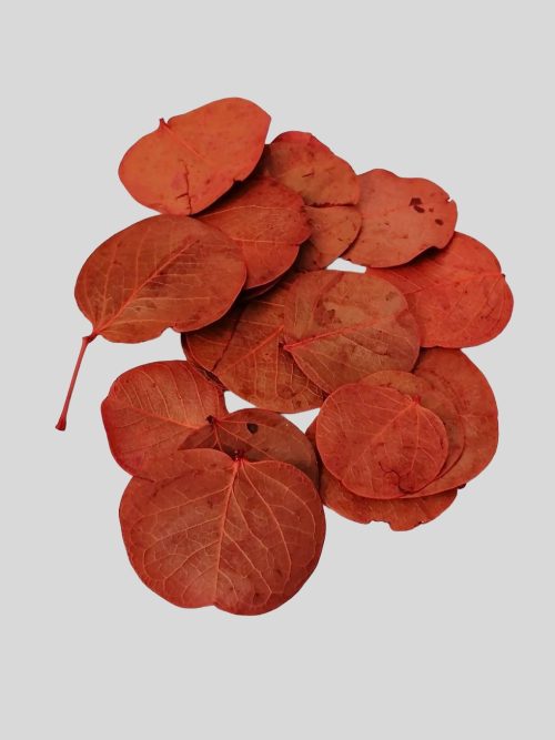 Moneta levél - narancs