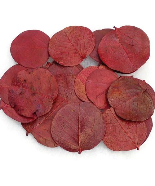 Moneta levél - bordó