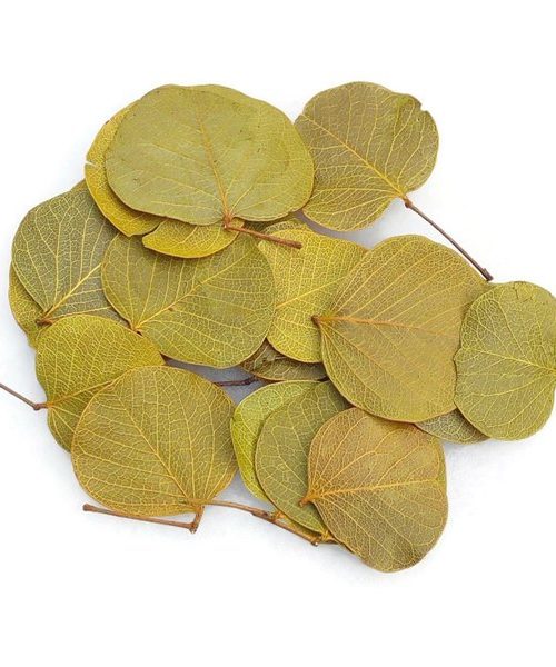 Moneta levél - halványzöld