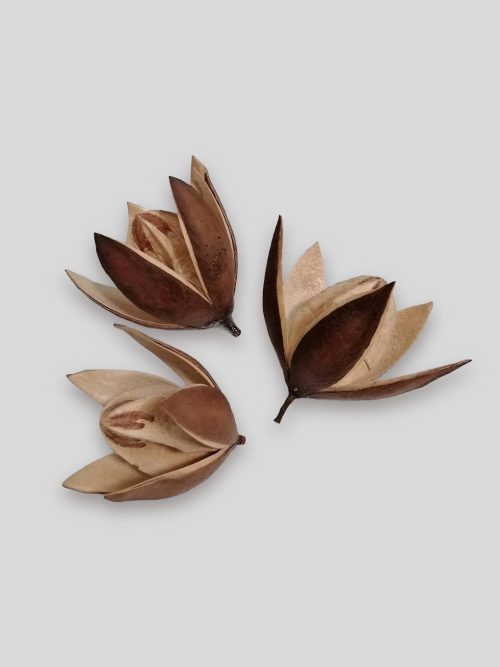 Liliom termés - natúr