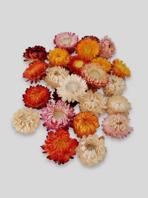 Szalmarózsa (vegyes)