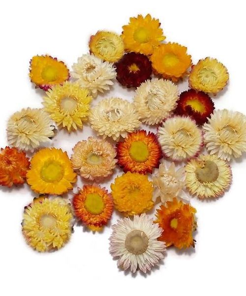 Szalmarózsa (vegyes)