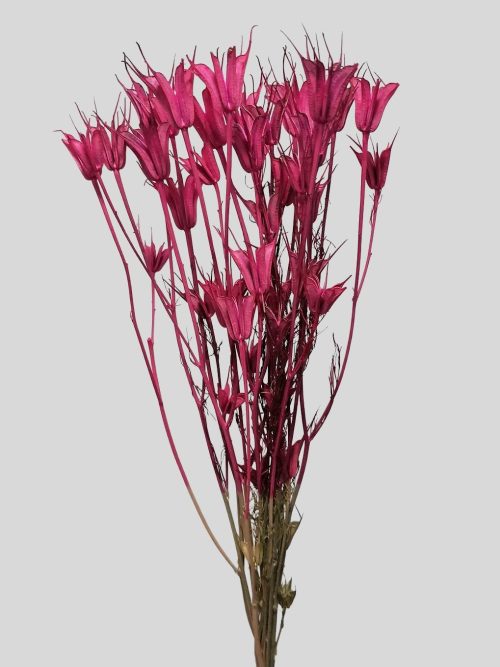 Koronás nigella - ciklámen színben