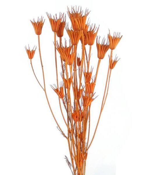 Koronás nigella – narancs