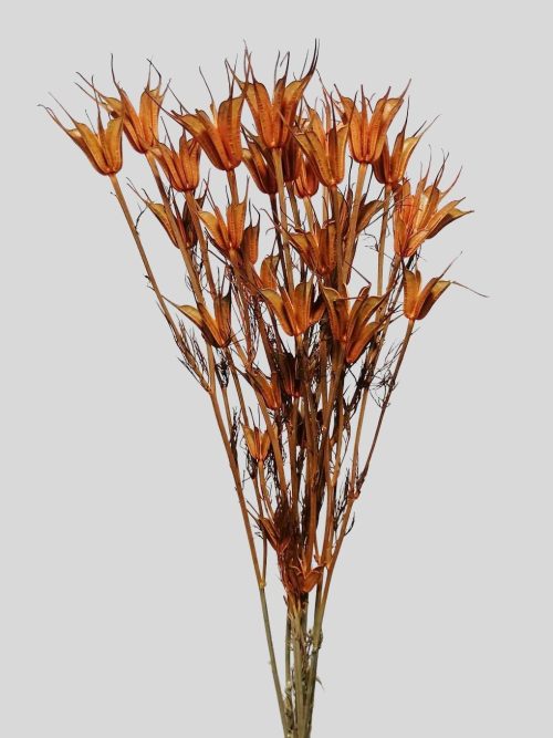 Koronás nigella - narancs