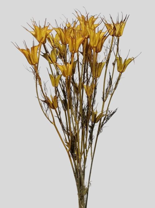Koronás nigella - sárga