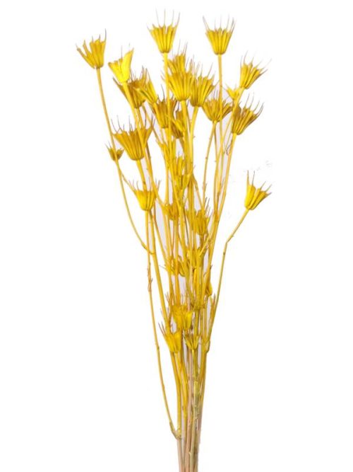 Koronás nigella - sárga