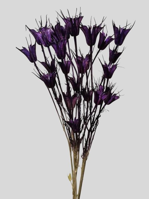 Koronás nigella - lila