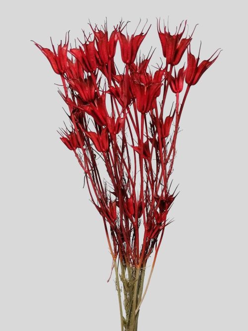 Koronás nigella - piros