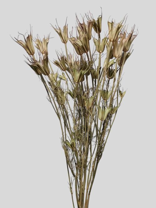 Koronás nigella - natúr