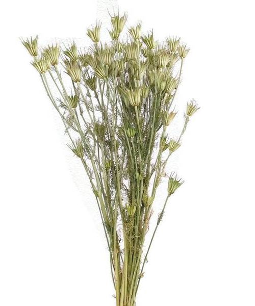 Koronás nigella - natúr