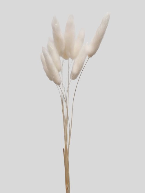 Lagurus - fehérített