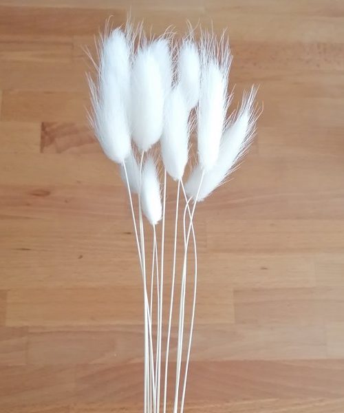 Lagurus fehérített