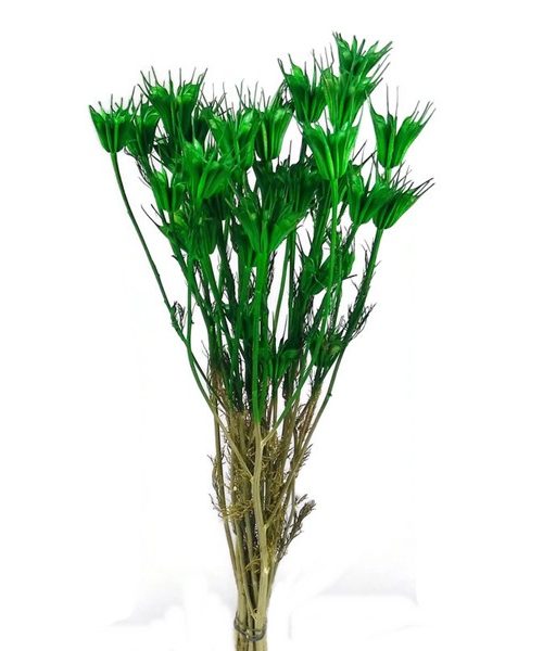Koronás nigella - zöld
