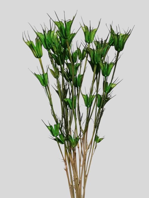 Koronás nigella - zöld