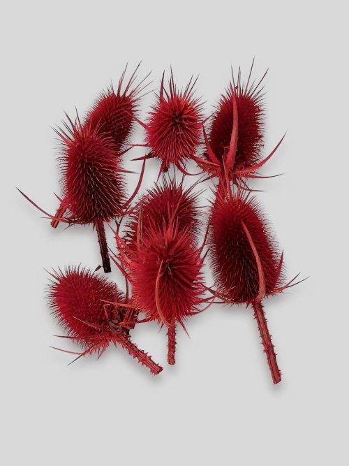 Takácsmácsonya fejek – piros