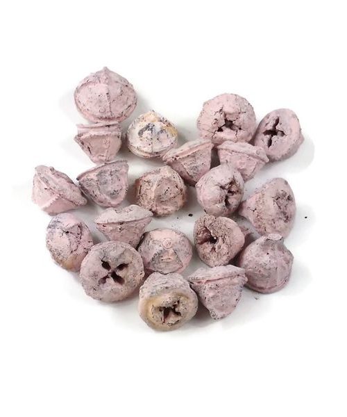 Eukalyptus gomb - rózsaszín