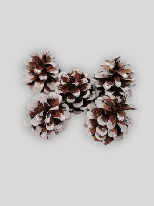 Feketefenyő toboz (havas)