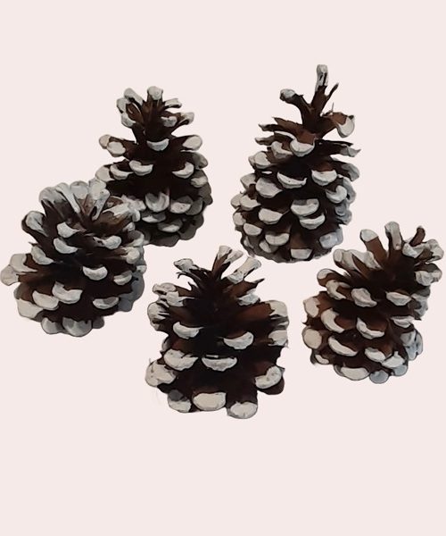 havas feketefenyő toboz