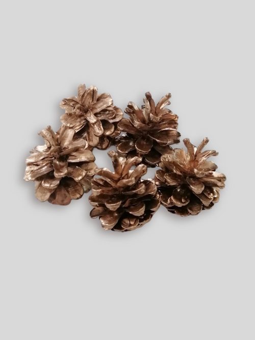 Feketefenyő toboz -arany