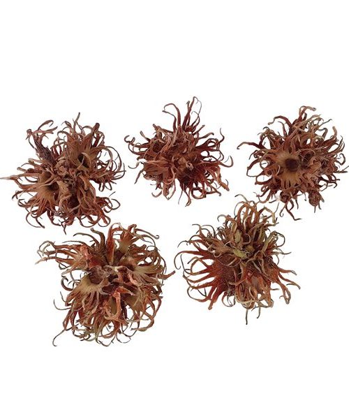 Törökmogyoró termésburok