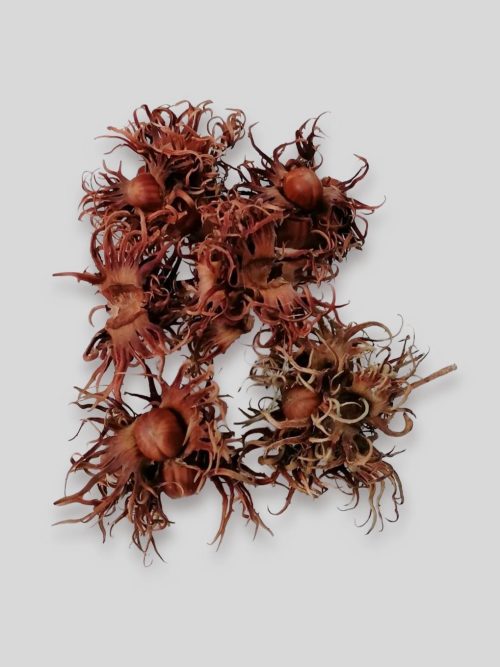 Törökmogyoró termésburok